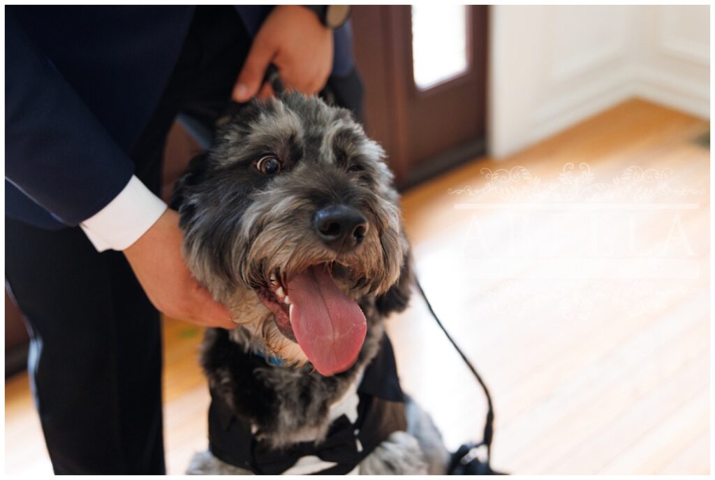 groom holding his dog while getting ready before the wedding